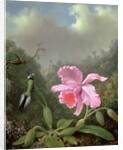Still Life with an Orchid and a Pair of Hummingbirds, c.1890s by Martin Johnson Heade