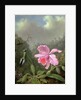 Still Life with an Orchid and a Pair of Hummingbirds, c.1890s by Martin Johnson Heade