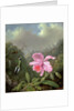 Still Life with an Orchid and a Pair of Hummingbirds, c.1890s by Martin Johnson Heade