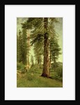 California Redwoods by Albert Bierstadt