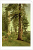 California Redwoods by Albert Bierstadt