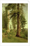 California Redwoods by Albert Bierstadt