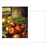 Apples and Tree Trunk, 1891 by Levi Wells Prentice