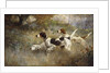 The Setters Three, Bob, Bill and Ginger on a triple point, 1927 by Percival Leonard Rosseau
