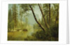 Sunlit Forest by Albert Bierstadt