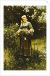 Gathering Roses by Daniel Ridgway Knight