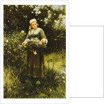 Gathering Roses by Daniel Ridgway Knight