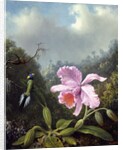 Still Life with Orchid and Pair of Hummingbirds, c.1890s by Martin Johnson Heade