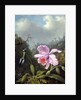 Still Life with Orchid and Pair of Hummingbirds, c.1890s by Martin Johnson Heade