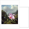 Still Life with Orchid and Pair of Hummingbirds, c.1890s by Martin Johnson Heade