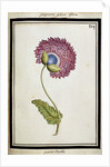 Double Poppy, c.1700 by French School