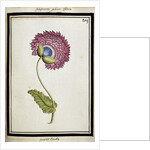 Double Poppy, c.1700 by French School