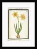 Bouquet Narcissus, c.1700 by French School