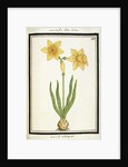 Bouquet Narcissus, c.1700 by French School
