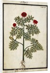 Red Adonis, c.1700 by French School