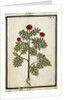 Red Adonis, c.1700 by French School