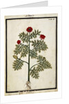 Red Adonis, c.1700 by French School