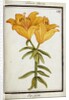 Yellow Lily, c.1700 by French School