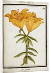 Yellow Lily, c.1700 by French School