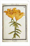 Yellow Lily, c.1700 by French School