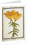 Yellow Lily, c.1700 by French School