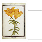 Yellow Lily, c.1700 by French School