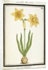 Bouquet Narcissus, c.1700 by French School