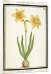 Bouquet Narcissus, c.1700 by French School