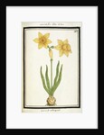 Bouquet Narcissus, c.1700 by French School
