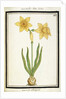 Bouquet Narcissus, c.1700 by French School