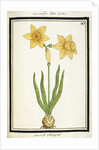 Bouquet Narcissus, c.1700 by French School