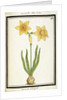 Bouquet Narcissus, c.1700 by French School