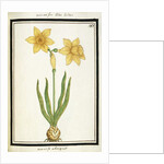 Bouquet Narcissus, c.1700 by French School