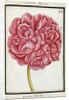 Female Peony, c.1700 by French School