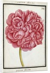 Female Peony, c.1700 by French School