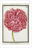 Female Peony, c.1700 by French School