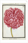 Female Peony, c.1700 by French School