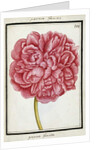 Female Peony, c.1700 by French School