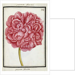 Female Peony, c.1700 by French School