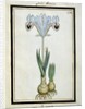 Persian Iris, c.1700 by French School