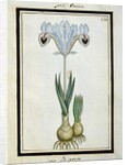 Persian Iris, c.1700 by French School