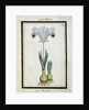 Persian Iris, c.1700 by French School