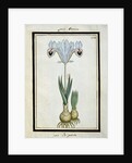 Persian Iris, c.1700 by French School