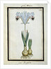Persian Iris, c.1700 by French School