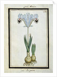 Persian Iris, c.1700 by French School