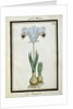 Persian Iris, c.1700 by French School