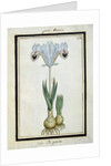 Persian Iris, c.1700 by French School