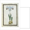 Persian Iris, c.1700 by French School