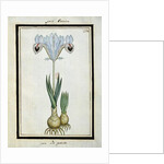 Persian Iris, c.1700 by French School