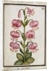 Martagon Lily, c.1700 by French School